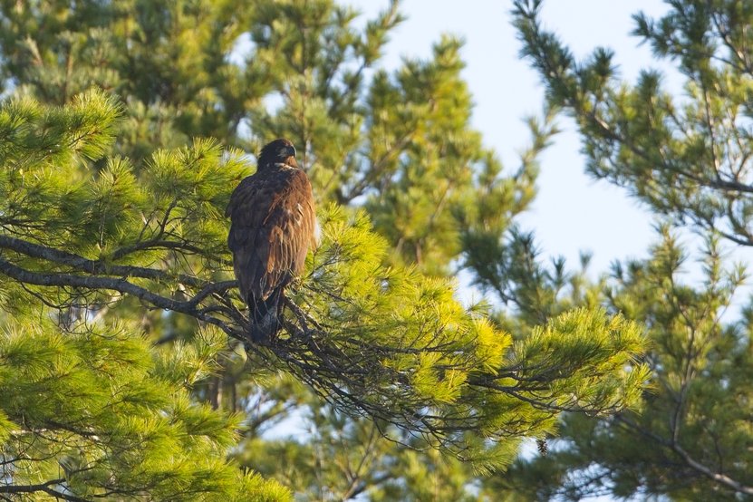 A Great Blue Heron stands tall in a shallow, muddy wetland surrounded by lush green vegetation. The bird has a long S-shaped neck, a sharp pointed beak, and slate-blue plumage with pale gray chest feathers. It is positioned near calm water dotted with lily pads and aquatic plants, with dense grasses and shrubs forming a blurred backdrop along the shoreline.